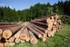 Визначення поточних цін на деревину від Української енергетичної біржі